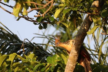 Copy of Bare-faced Ibis Barba Azul R DEC22 Hennessey1