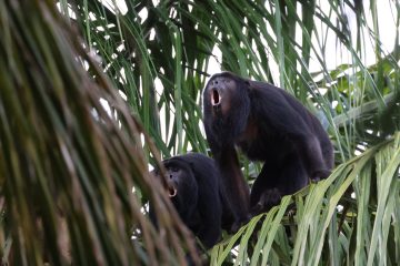 Copy of Black Howler Monkey Barba Azul JUN22 Hennessey3