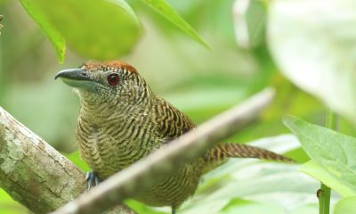Copy of Fasciated Antshrike female Sadiri 15OCT21 Hennessey (5) Copy of Fasciated Antshrike female Sadiri 15OCT21 Hennessey (5)
