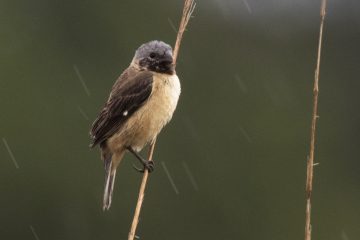 Copy of Ibera Seedeater Barba Azul Bennett Hennessey