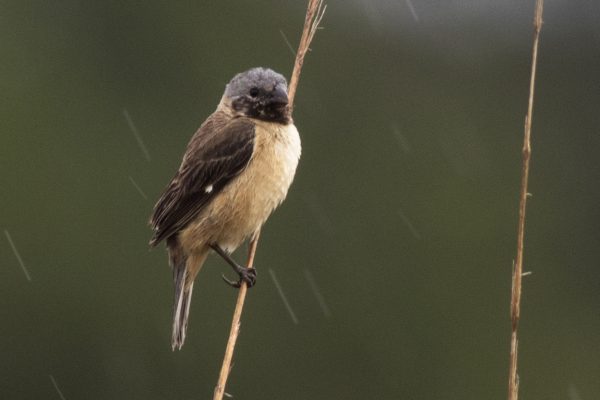 Copy of Ibera Seedeater Barba Azul Bennett Hennessey Copy of Ibera Seedeater Barba Azul Bennett Hennessey