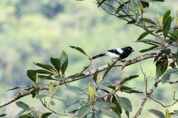 Copy of Magpie Tanager