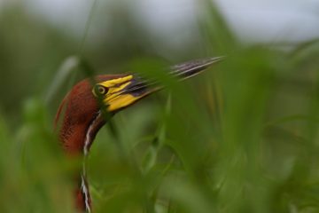 Copy of Rufescent Tiger-heron Barba Azul Nature Reserve B Hennessey (2)-edit