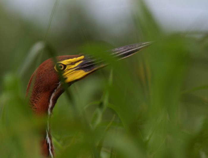 Copy of Rufescent Tiger-heron Barba Azul Nature Reserve B Hennessey (2)-edit Copy of Rufescent Tiger-heron Barba Azul Nature Reserve B Hennessey (2)-edit