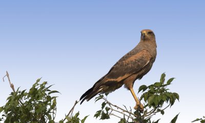 Copy of Savana Hawk Barba Azul NR SEP19 Bennett Hennessey ps ed Copy of Savana Hawk Barba Azul NR SEP19 Bennett Hennessey ps ed