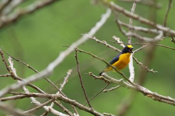 Copy of Thick-billed Euphonia still