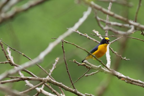 Copy of Thick-billed Euphonia still Copy of Thick-billed Euphonia still