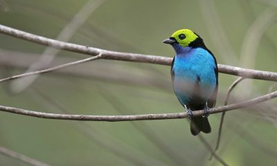 Must Use Paradise Tanager Ignasi Rodriguez Ferran- Francesc Mitjans Jove Must Use Paradise Tanager Ignasi Rodriguez Ferran- Francesc Mitjans Jove