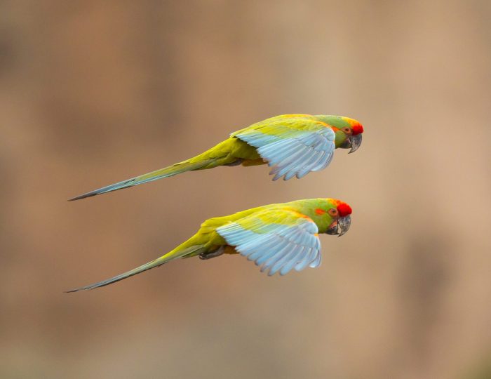 Must Use Red-fronted Macaws big crop Paul B Jones Must Use Red-fronted Macaws big crop Paul B Jones