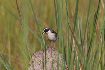 conservation-lodges-1