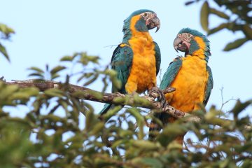 must use Blue-throated Macaw Hennessey